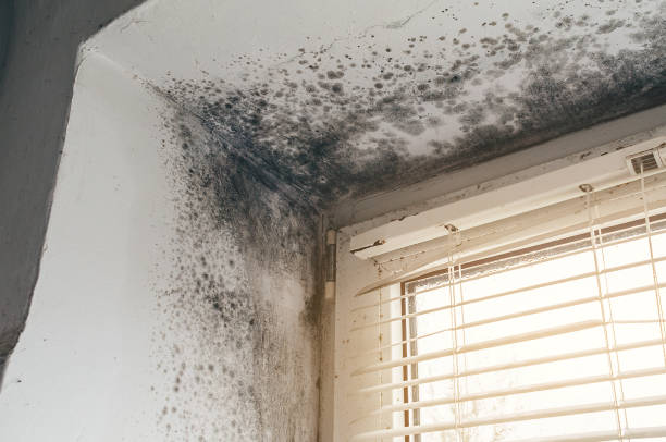 Affordable Crawl Space Mold Removal solutions in Evans, CO